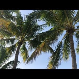 Meet your Posher, Rose